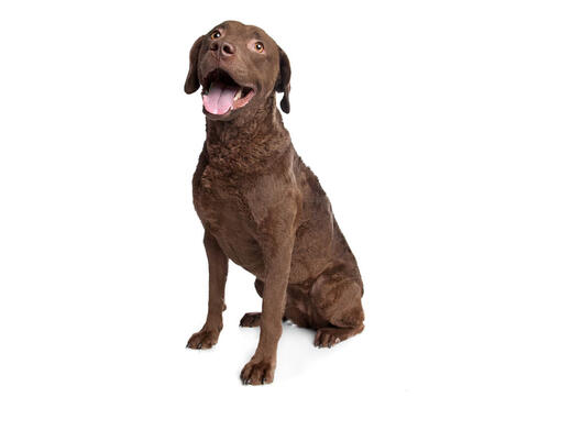 Chesapeake bay retriever store labradors